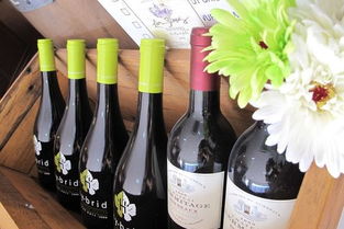 青島七號酒 藍莓酒香中的城市印記與味覺之旅